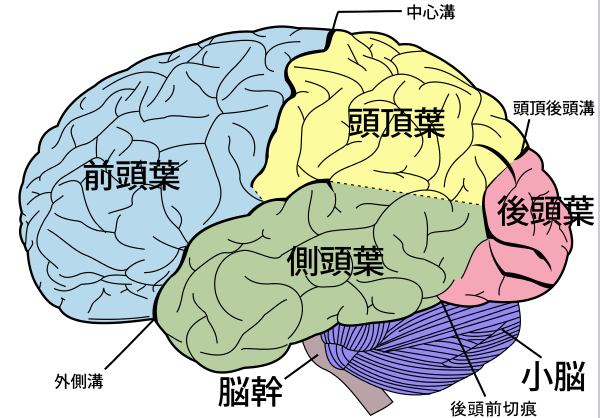 大脳皮質とホメオスタシスの関係