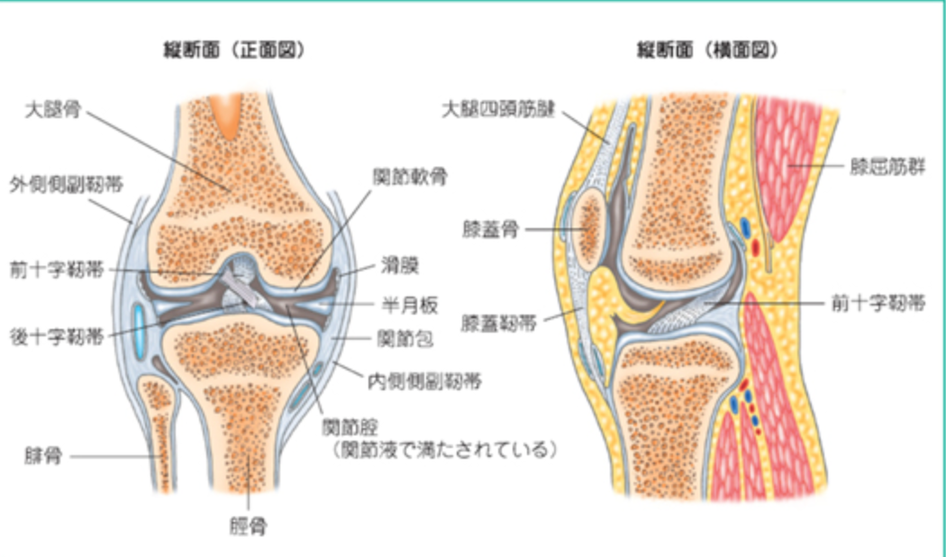 膝の構造の解剖学