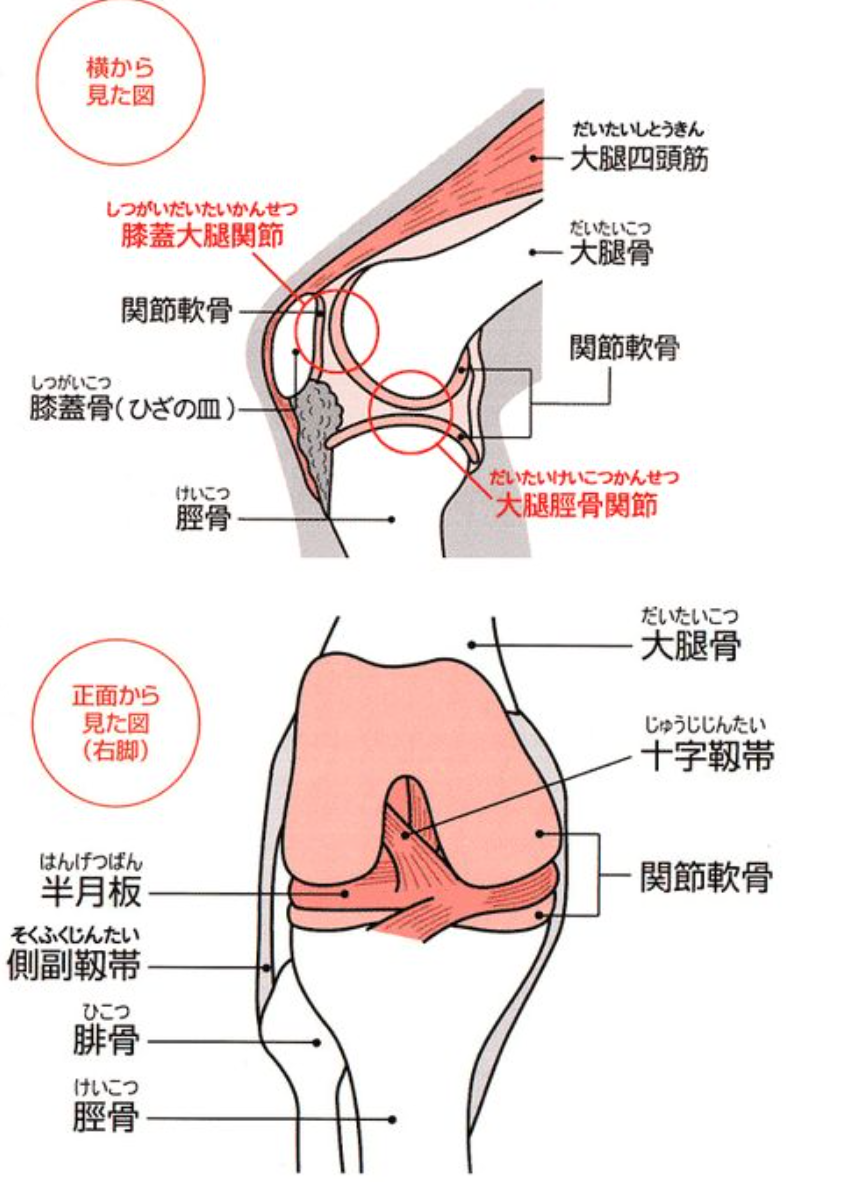 膝の痛みが改善しにくいのは、膝の構造が狭い空間であるから