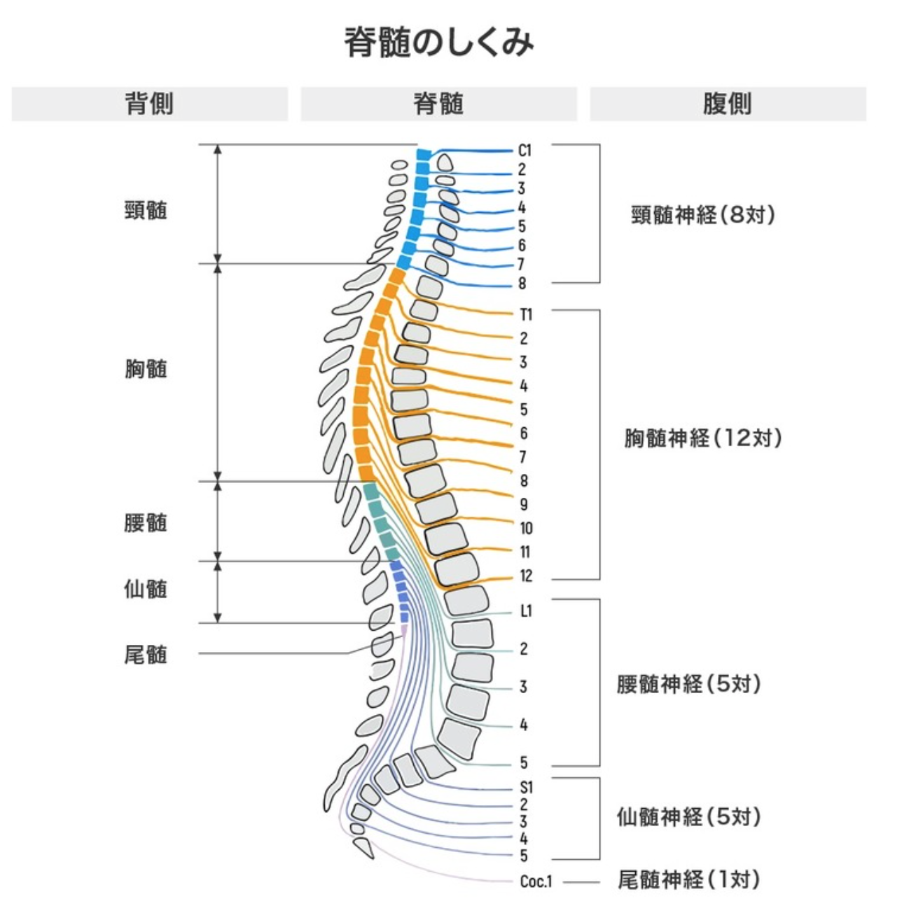 脳幹の橋から姿勢を伸展にコントロールする脊髄