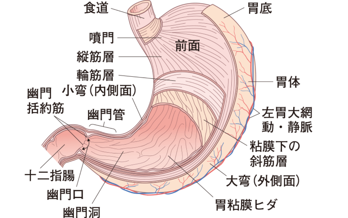 ピロリ菌が見つかった幽門の胃の解剖図