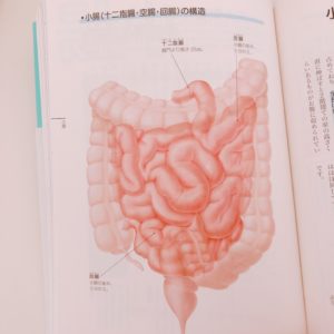 腸の構造