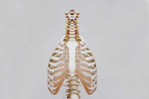 体幹の運動は骨盤と胸郭の運動連鎖