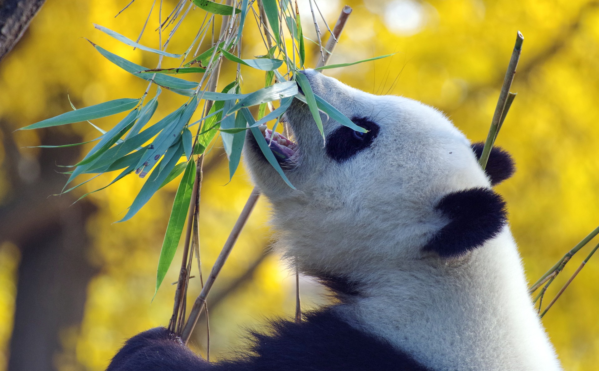 パンダは肉食動物なのに草を食べる