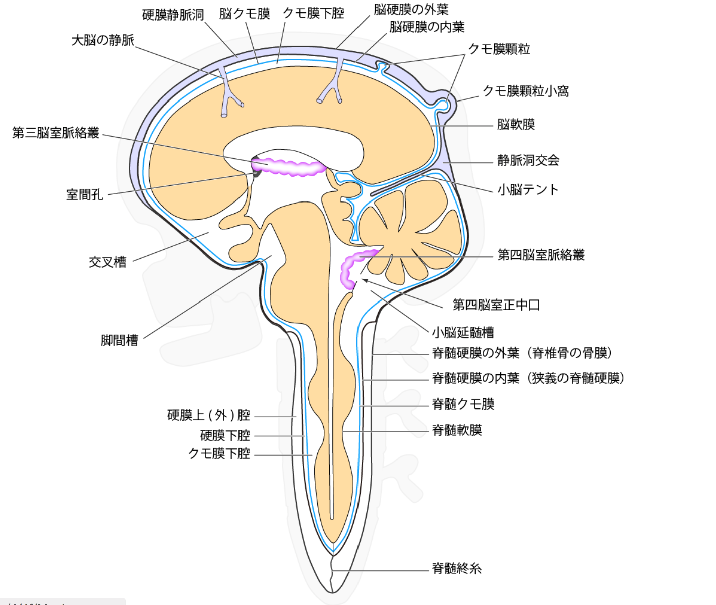脳室の図