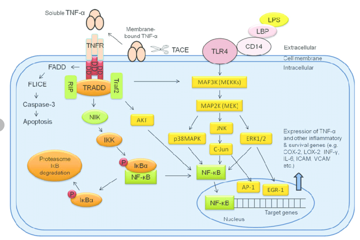 免疫物質サイトカインのTNF