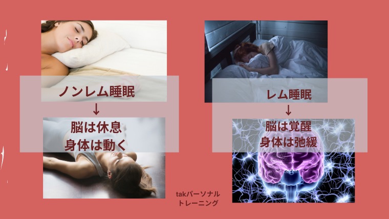 睡眠サイクルはノンレム睡眠とレム睡眠のバランス